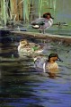 swimming birds